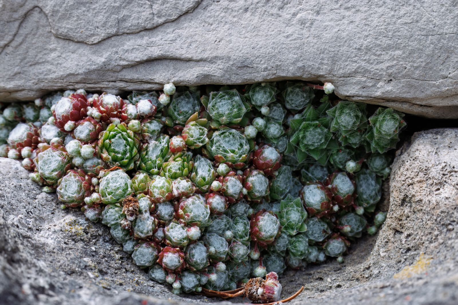 Exemples d’aménagement de jardin : 6 styles inspirés